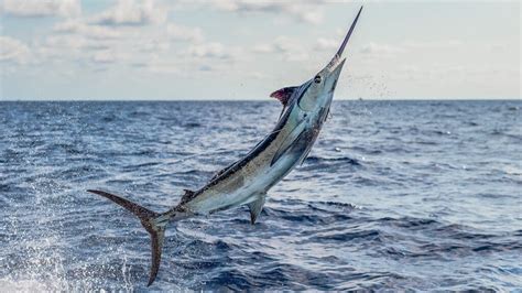Top 5 Fastest Fish in the Ocean .
